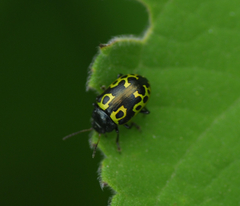 Zygogramma signatipennis