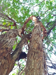 Senegalia polyphylla