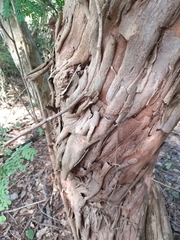 Senegalia polyphylla