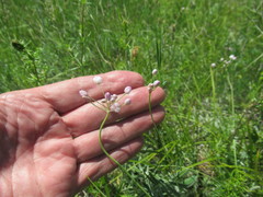 Allium tenuissimum