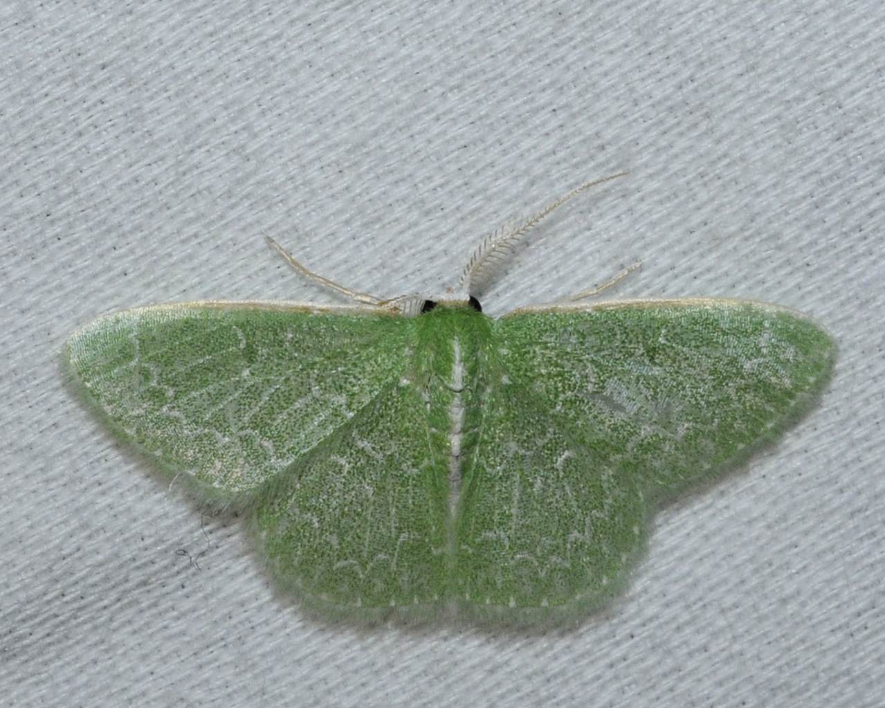 Synchlora frondaria image