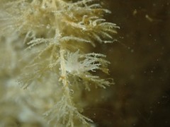 Dendronotus