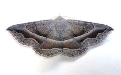 Lesmone griseipennis