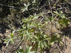Delphinium cardinale