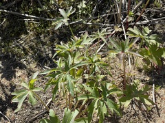 Delphinium cardinale