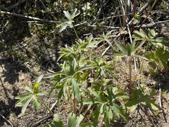 Delphinium cardinale