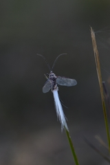 Callipappidae