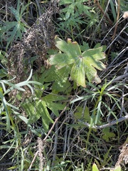 Delphinium cardinale