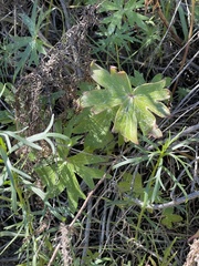 Delphinium cardinale