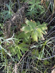 Delphinium cardinale