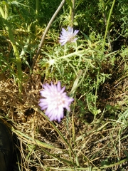 Knautia integrifolia