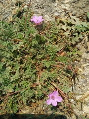 Erodium acaule