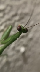 Stagmomantis fraterna
