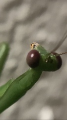 Stagmomantis fraterna