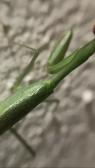 Stagmomantis fraterna