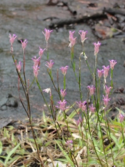 Polygala adenophora