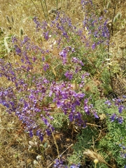 Teucrium orientale
