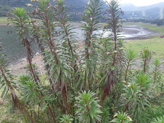 Siphocampylus lucidus