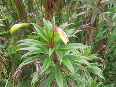 Siphocampylus lucidus