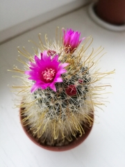 Mammillaria zeilmanniana