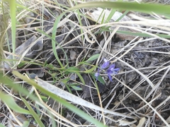 Polygala serpyllifolia