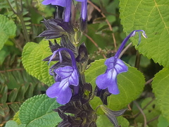 Salvia pichinchensis
