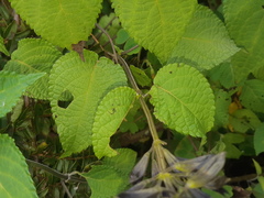 Salvia pichinchensis