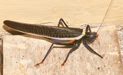 Moncheca elegans