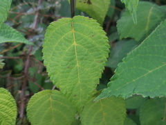 Salvia pichinchensis
