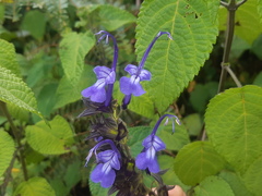 Salvia pichinchensis
