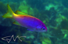Pseudanthias pictilis