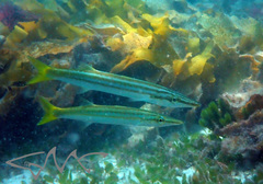 Obtuse Barracuda photo 3
