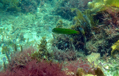 Novaculoides macrolepidotus