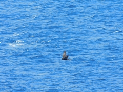 Falco peregrinus nesiotes