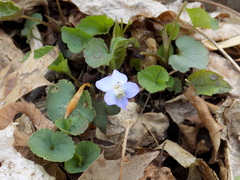 Viola labradorica