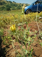 Tragopogon buphthalmoides