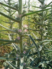 Echium glomeratum