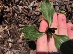Trillium recurvatum