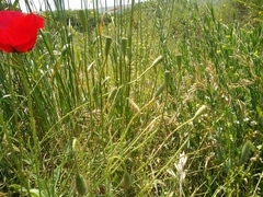 Papaver syriacum