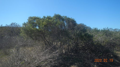 Image of Ornithostaphylos oppositifolia by no rights reserved