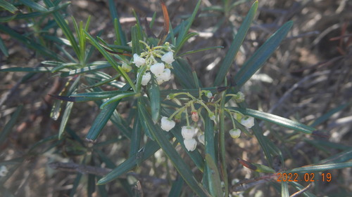 Image of Ornithostaphylos oppositifolia by no rights reserved