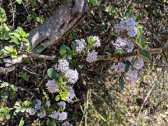 Ceanothus cuneatus ramulosus