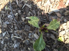 Trillium recurvatum