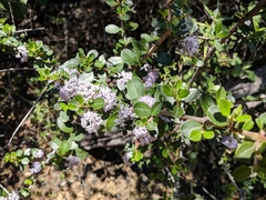 Ceanothus cuneatus ramulosus