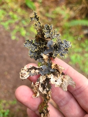 Pseudocyphellaria citrina