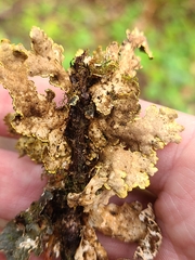 Pseudocyphellaria citrina