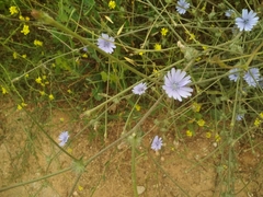 Cichorium pumilum