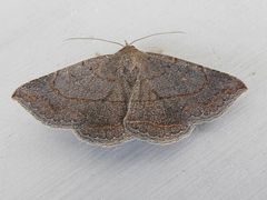 Lesmone griseipennis