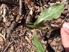 Trillium recurvatum