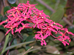 Renanthera bella
